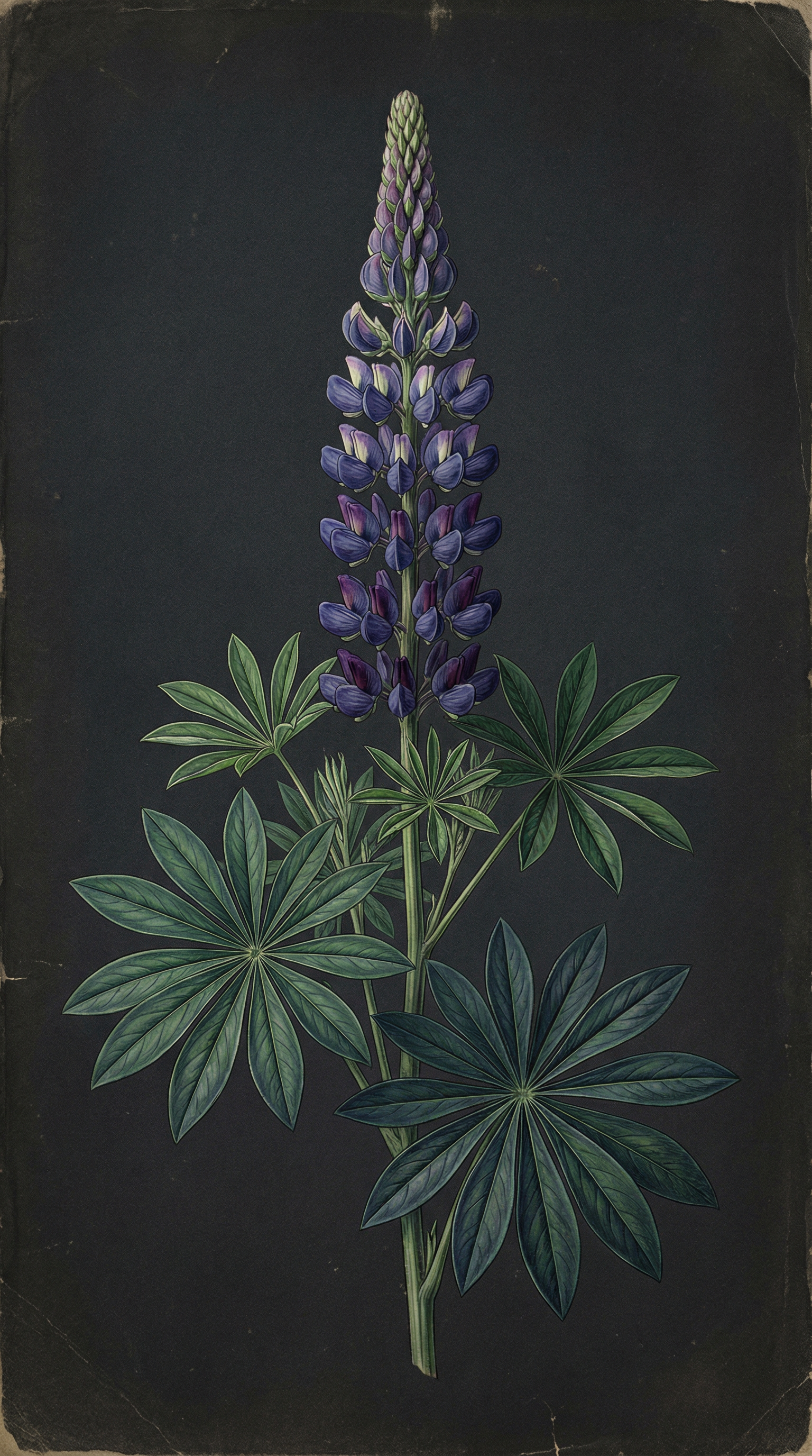 Lupinus mutabilis botanical illustration