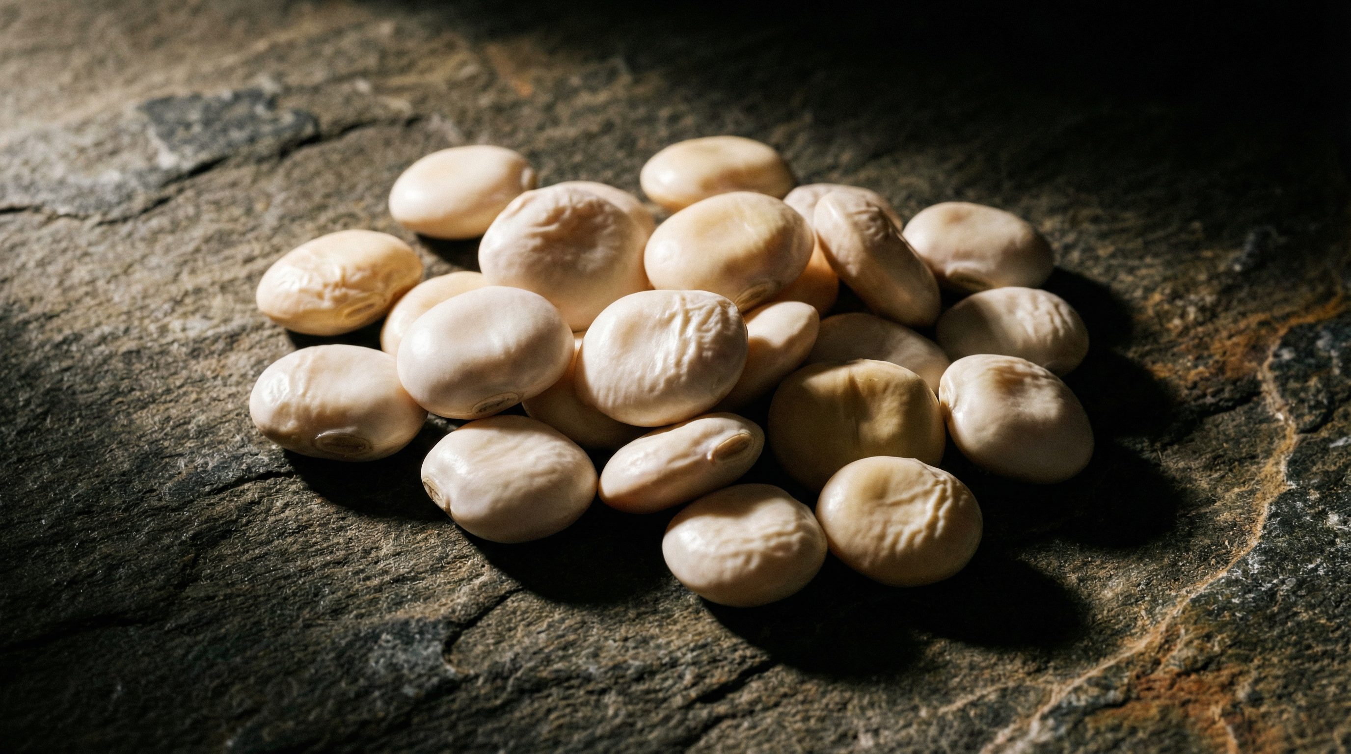 Lupini Beans Studio Shot